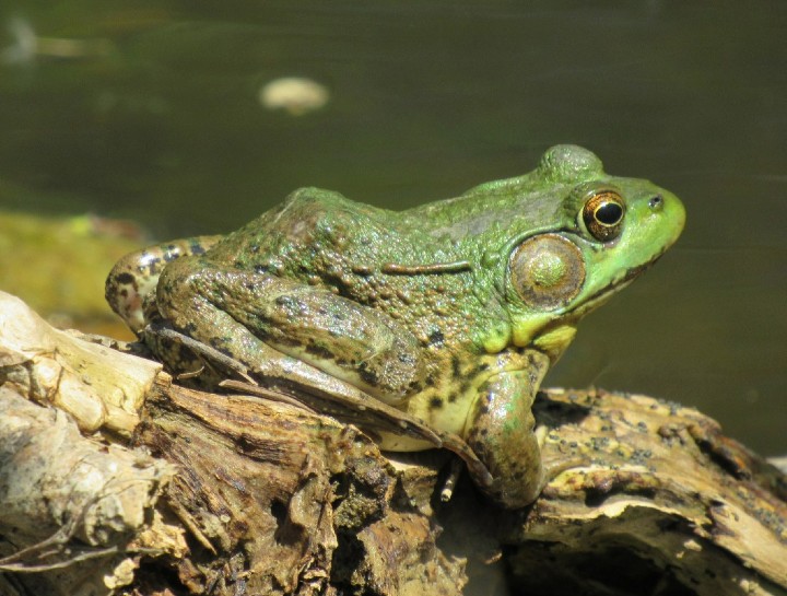 Green Frog